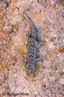 Mediodactylus kotschyi (Ägäischer Nacktfinger), 13.5.2024