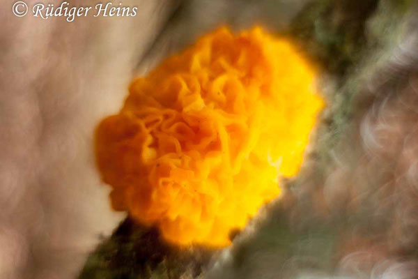 Tremella mesenterica (Goldgelber Zitterling), 23.12.2016