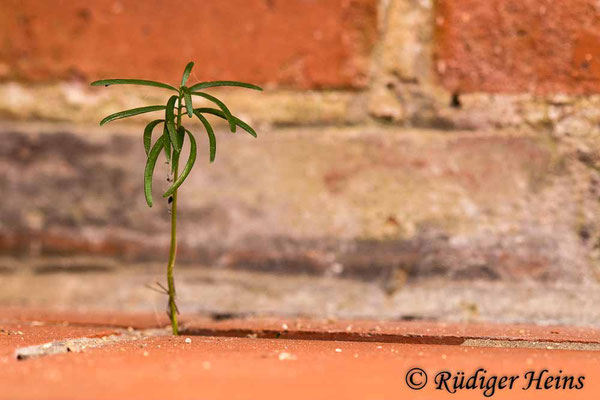 Taxus baccata (Europäische Eibe), 10.8.2023