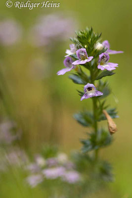 Euphrasia stricta (Steifer Augentrost), 15.9.2022