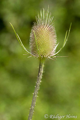 Dipsacus fullonum (Wilde Karde), 28.7.2013