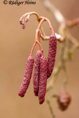 Alnus glutinosa (Schwarz-Erle), 6.12.2009