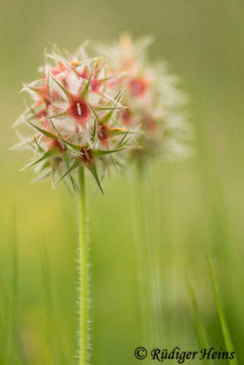 Trifolium stellatum (Stern-Klee)