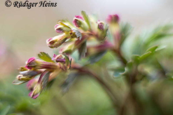 Corydalis solida (Gefingerter Lerchensporn), 25.3.2021