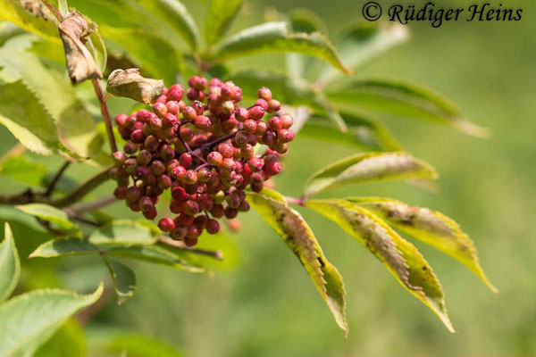 Sambucus racemosa (Roter Holunder), 20.6.2022