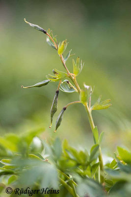 Corydalis solida (Gefingerter Lerchensporn), 26.4.2021
