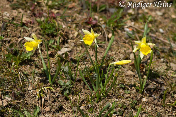 Narcissus pseudonarcissus (Gelbe Narzisse)