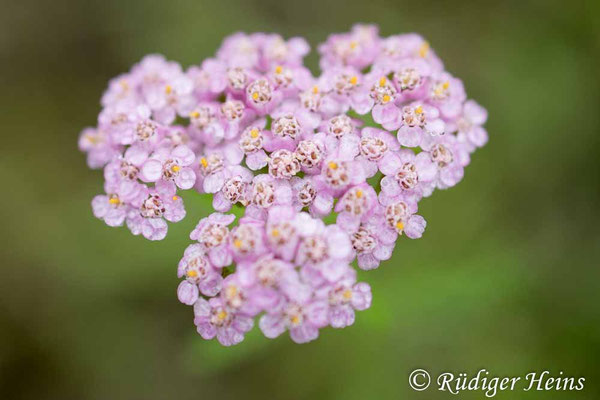 Achillea millefolium (Gemeine Schafgarbe)