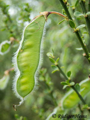 Cytisus scoparius (Besenginster)