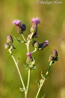 Cirsium arvense (Acker-Kratzdistel), 28.6.2011