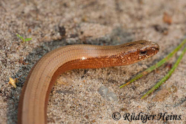 Anguis fragilis (Blindschleiche), 4.9.2010