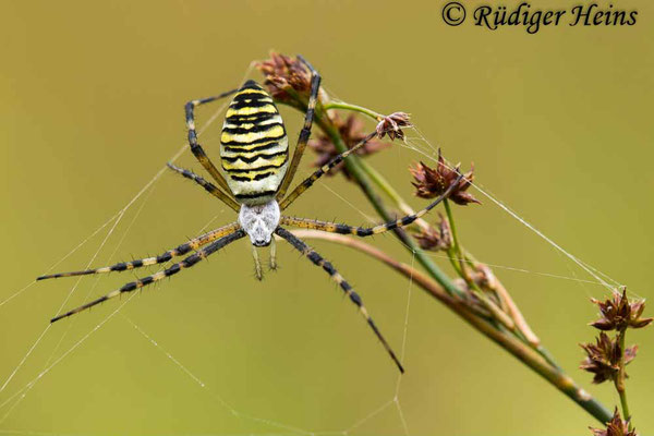 Argiope bruennichi (Zebraspinne, Wespenspinne), 16.8.2023