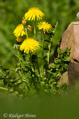 Taraxacum officinale (Gewöhnlicher Löwenzahn), 22.4.2019