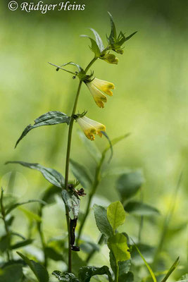 Melampyrum pratense (Wiesen-Wachtelweizen), 1.6.2022