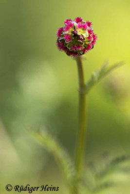 Sanguisorba minor (Kleiner Wiesenknopf)