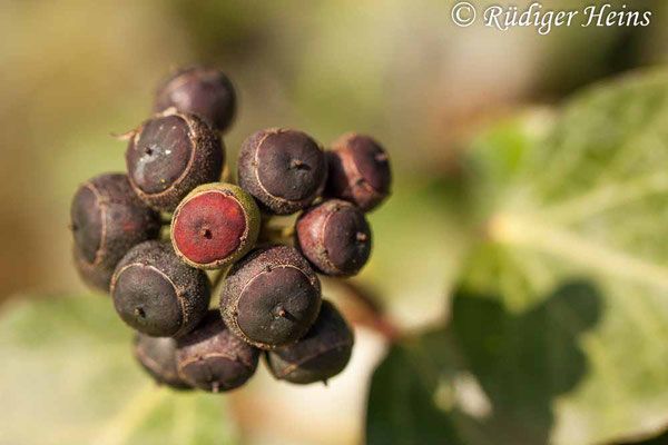 Hedera helix (Gemeiner Efeu), 4.2.2020