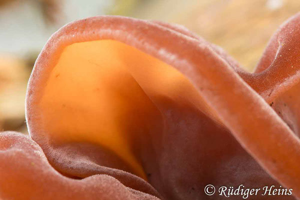 Judasohr (Auricularia auricula-judae), 17.12.2021 - Makroobjektiv 100mm f/2.8