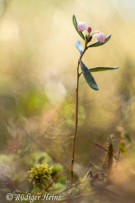 Andromeda polifolia, Rosmarinheide