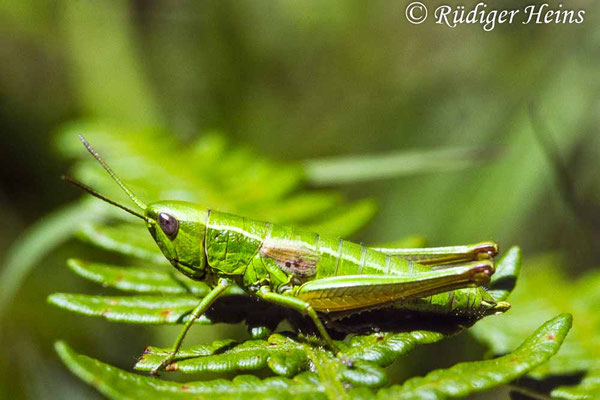 Euthystira brachyptera (Kleine Goldschrecke) Weibchen, 20.7.1988 (Scan vom Dia)