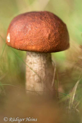 Heiderotkappe (Leccinum versipelle), 14.10.2023 - Makroobjektiv 100mm f/2.8