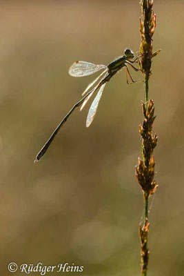 Lestes virens (Kleine Binsenjungfer) Männchen, 5.9.2023