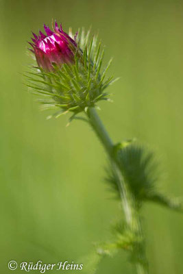 Carduus crispus (Krause Ringdistel), 19.8.2025