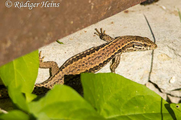Podarcis muralis (Mauereidechse)