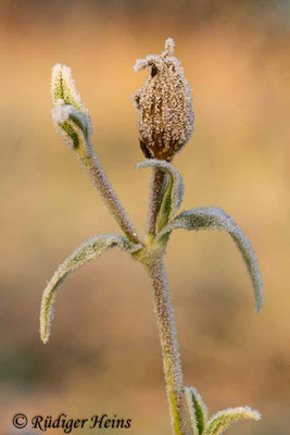 Silene latifolia, Weiße Lichtnelke