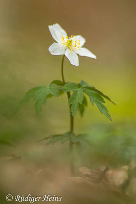 Buschwindröschen (Anemone nemorosa), 5.4.2024 - Pentacon 200mm f/4