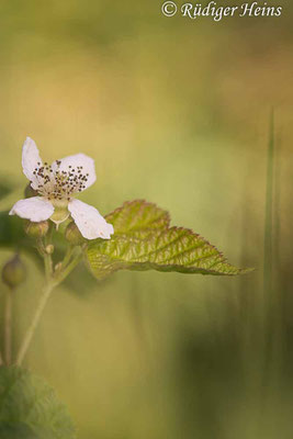 Rubus caesius (Kratzbeere), 9.8.2022