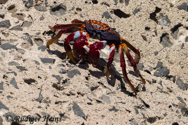 Grapsus adscensionis (Rote Felsenkrabbe), 8.10.2021