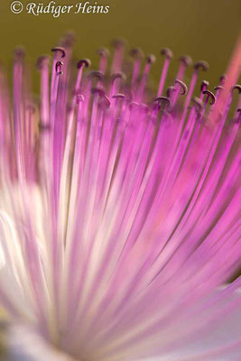 Echter Kapernstrauch (Capparis spinosa), 25.5.2022 - Makroobjektiv 180mm f/3.5