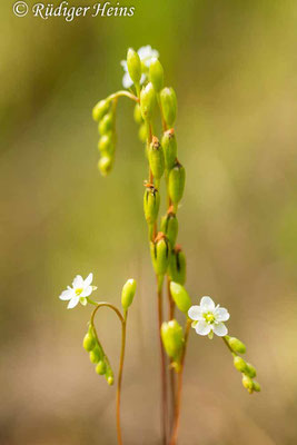 Drosera rotundifolia (Rundblättriger Sonnentau), 7.7.2017