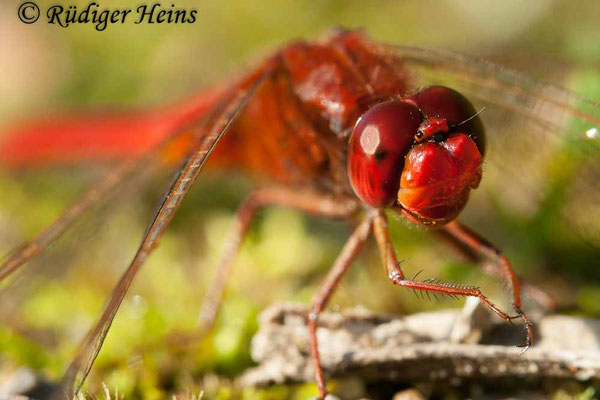 Crocothemis erythraea, Feuerlibelle, Männchen