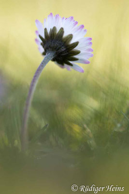 Bellis perennis (Gänseblümchen)