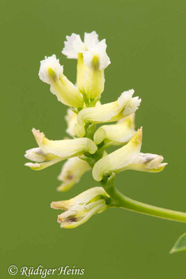 Ceratocapnos claviculata, Rankender Lerchensporn