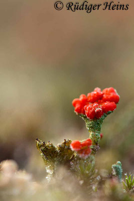 Cladonia sp., 7.1.2018