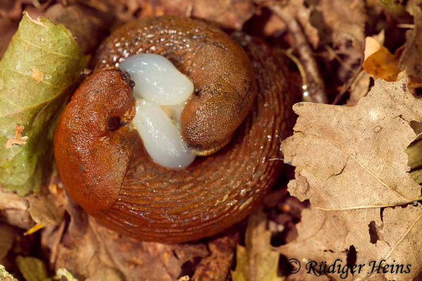 Arion lusitanicus (Spanische Wegschnecke), 31.8.2016