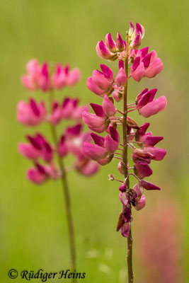 Lupinus polyphyllus (Vielblättrige Lupine)