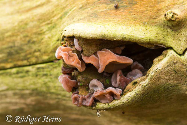 Judasohr (Auricularia auricula-judae), 17.12.2021 - Makroobjektiv 100mm f/2.8