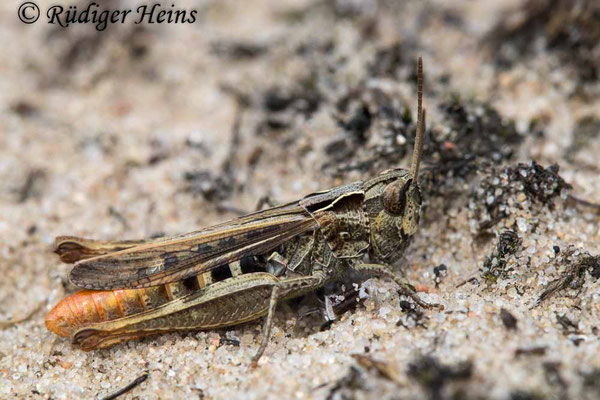 Chorthippus vagans (Steppengrashüpfer) Weibchen, 23.8.2021