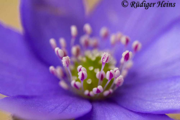 Hepatica nobilis (Leberblümchen)