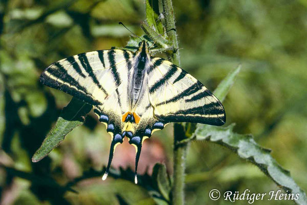 Iphiclides podalirius (Segelfalter), 13.7.1988 (Scan vom Dia)