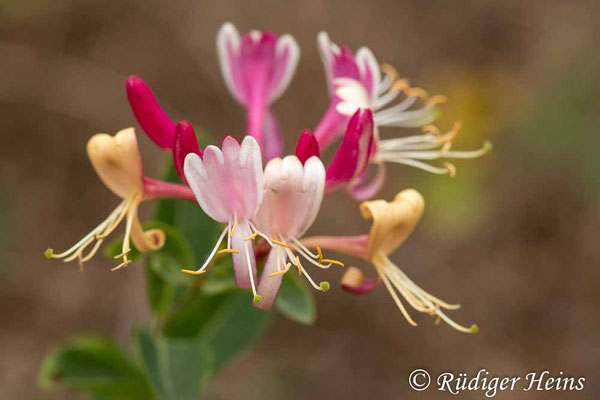 Lonicera periclymenum (Waldgeißblatt), 19.8.2021