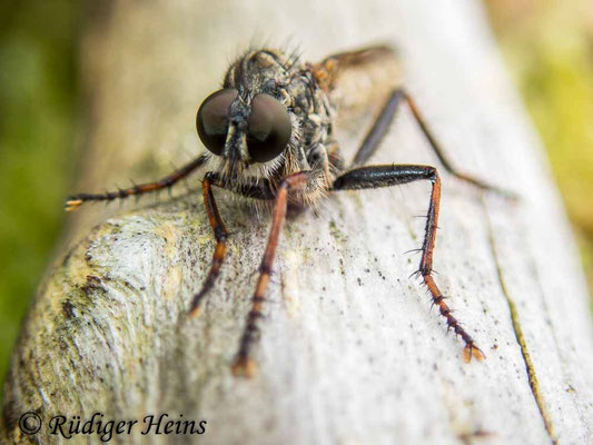 Tolmerus atricapillus (Gemeine Raubfliege) Männchen