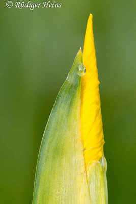 Iris pseudacorus (Sumpf-Schwertlilie), 16.6.2013