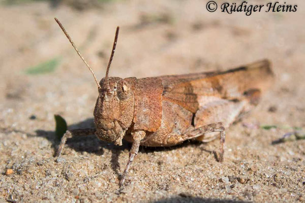 Oedipoda caerulescens (Blauflügelige Ödlandschrecke) Weibchen