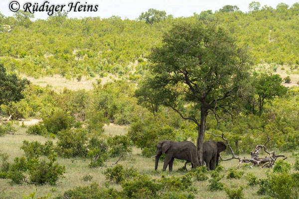 Loxodonta africana (Afrikanischer Elefant), 23.1.2019