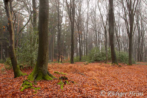 Macrotyphula fistulosa (Röhrige Keule) Habitat, 27.12.2018