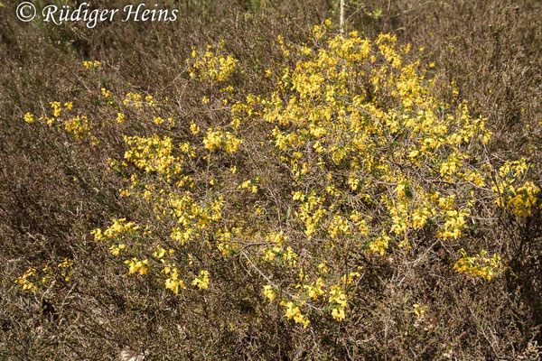 Genista anglica (Englischer Ginster)